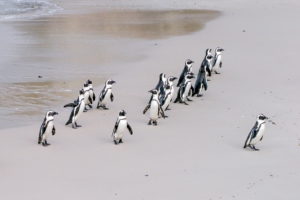 penguin leader